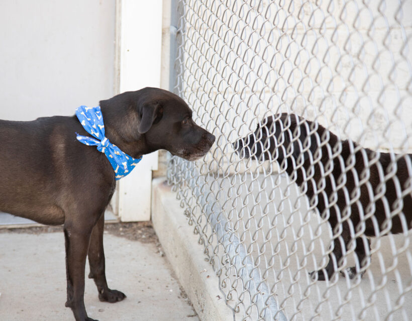 Nico-Adopted!