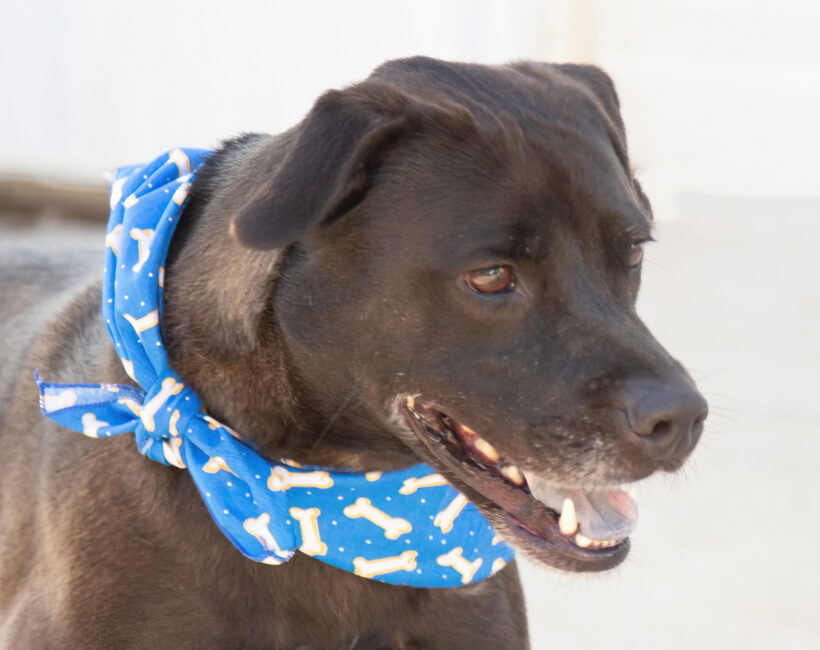 Nico-Adopted!