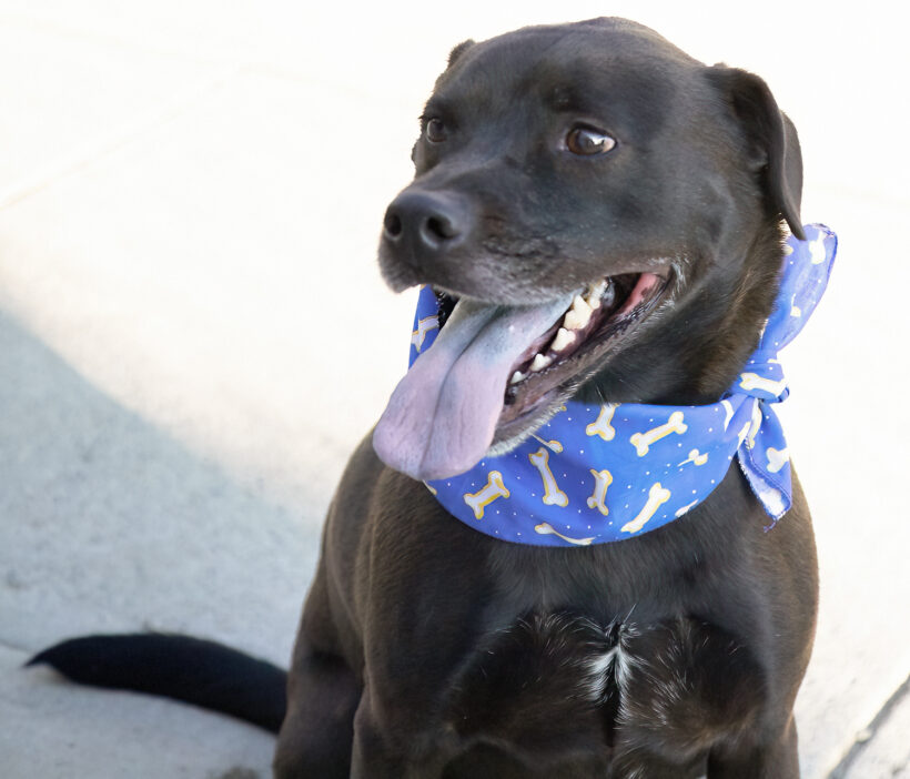 Nico-Adopted!