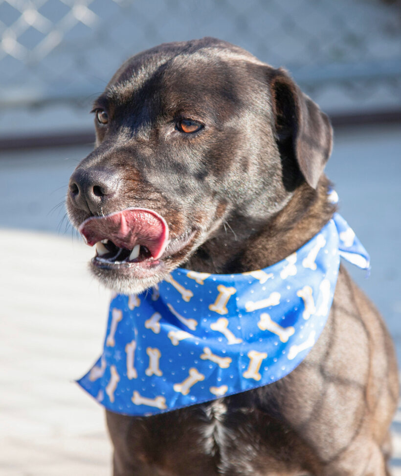 Nico-Adopted!
