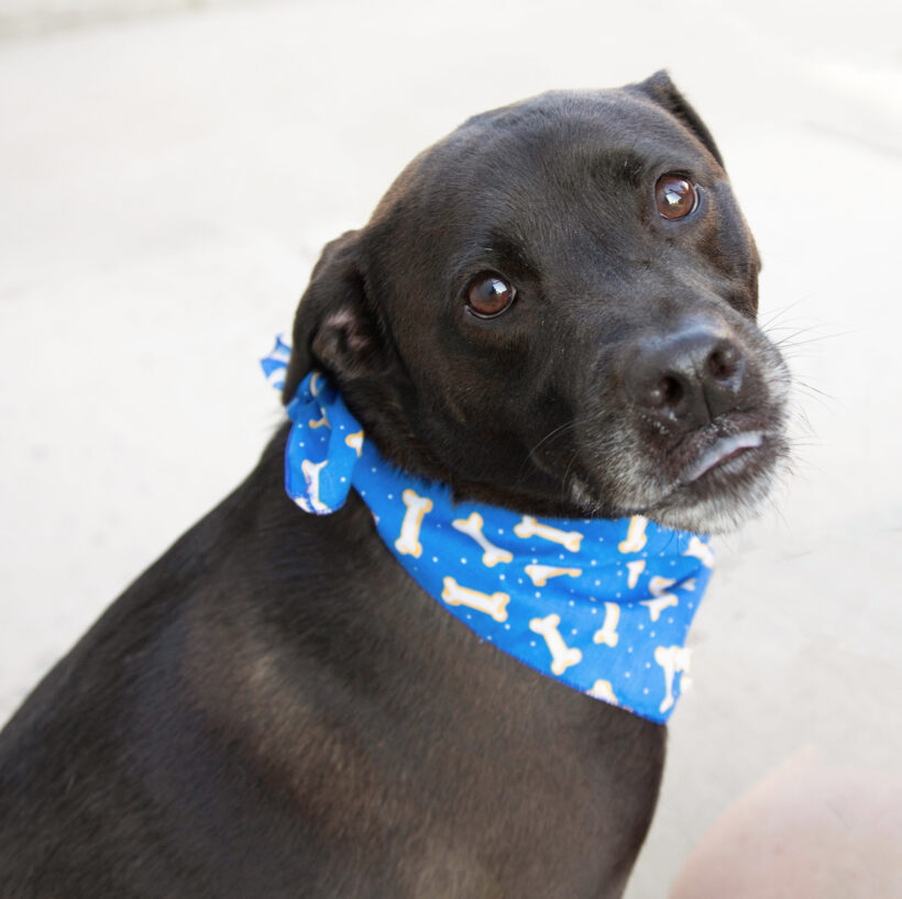 Nico-Adopted!