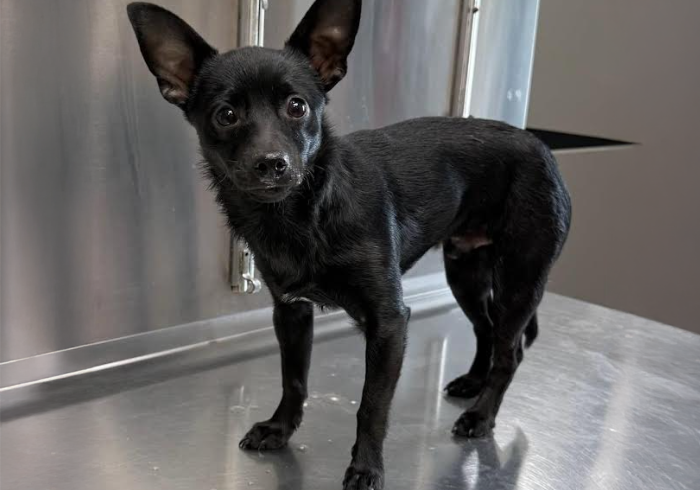 Rio-Adopted!