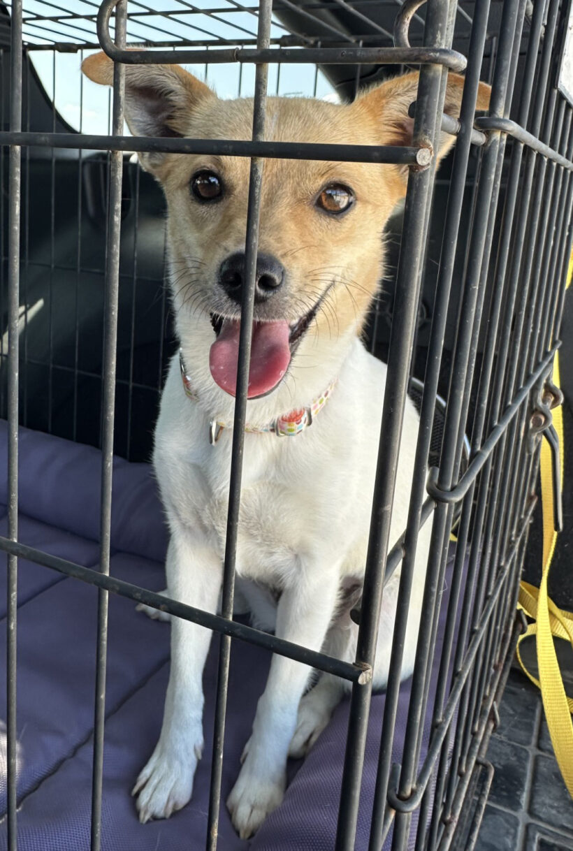 Celeste-Adopted! Celeste-Adopted!