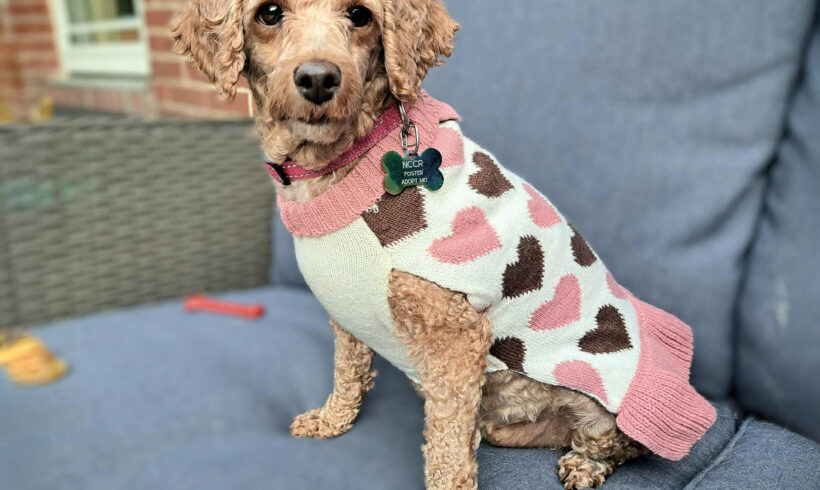 Charlotte-Adopted!