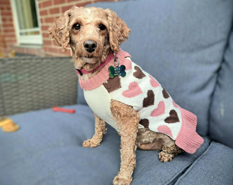 Charlotte-Adopted!