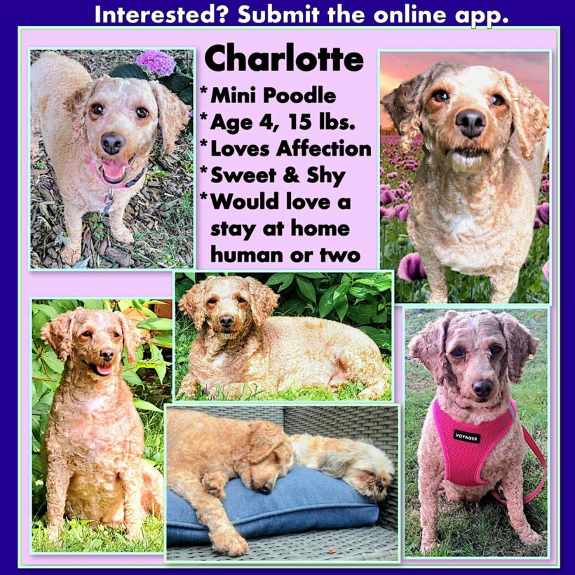 Charlotte-Adopted!