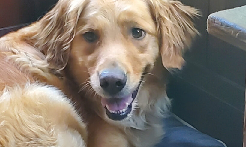 Daisy