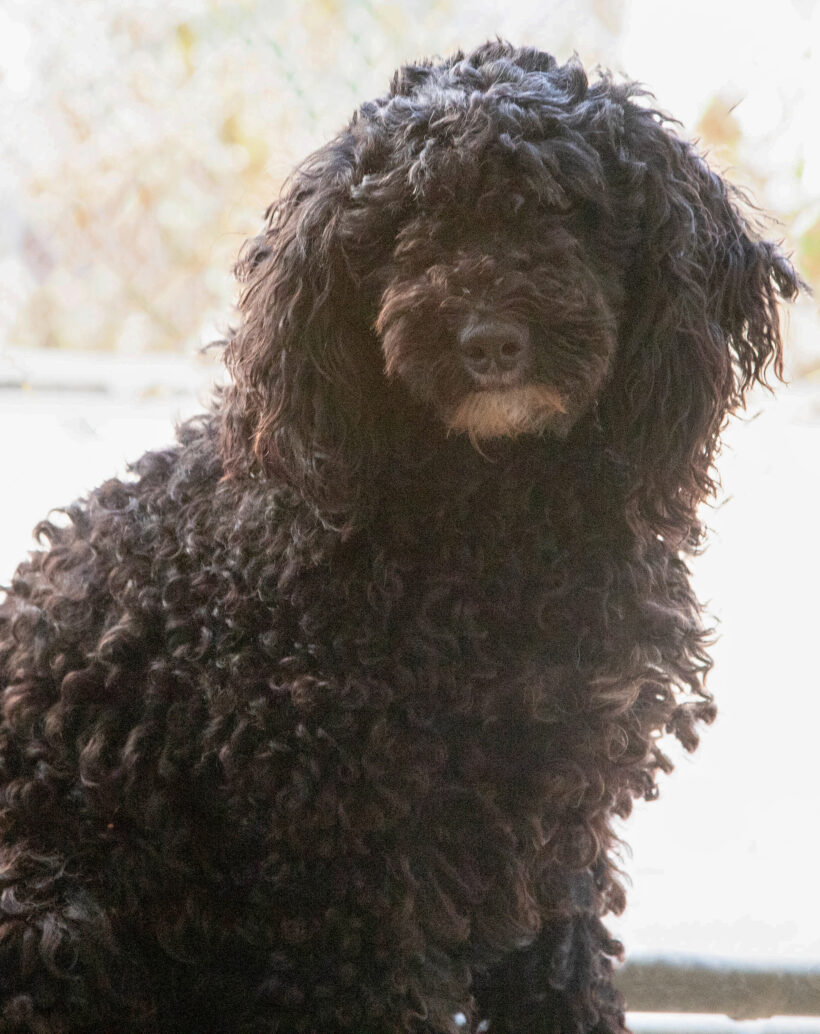 Francie-Adopted!