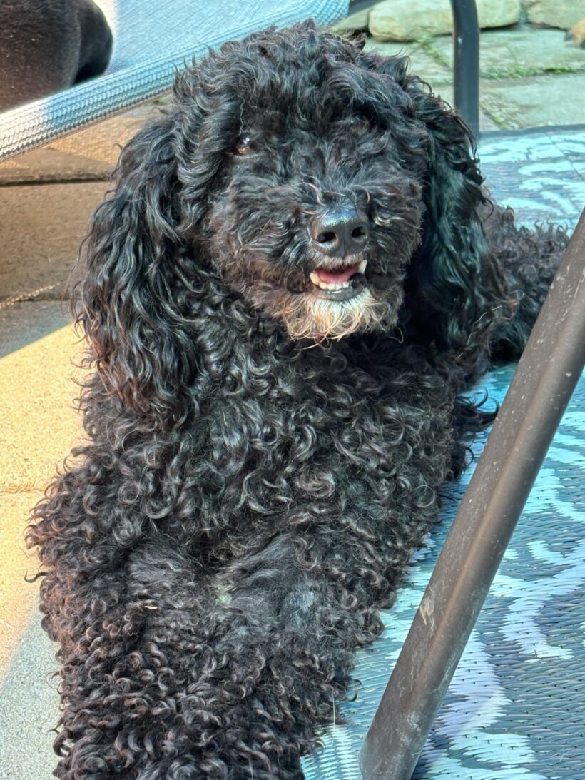 Francie-Adopted!