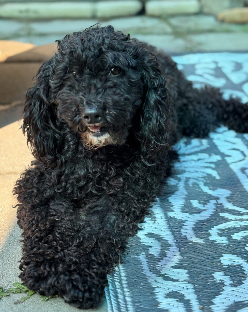Francie-Adopted!