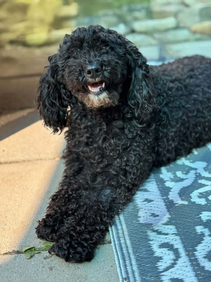 Francie-Adopted!