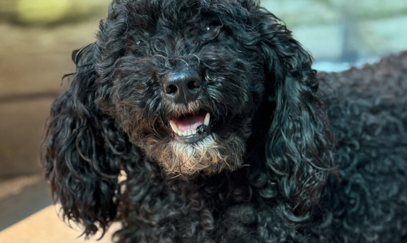 Francie-Adopted!