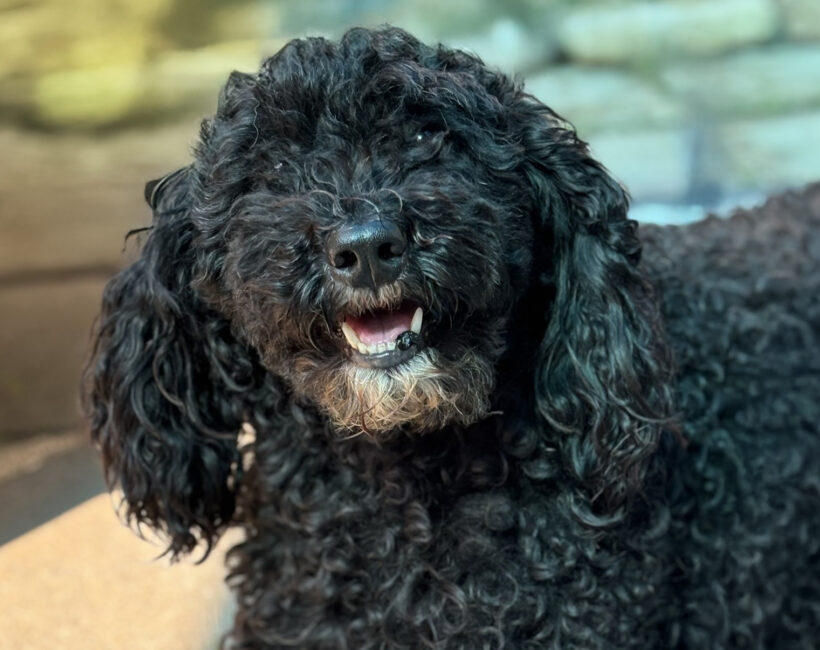 Francie-Adopted!