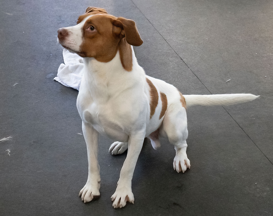 Maximillian Maximillian