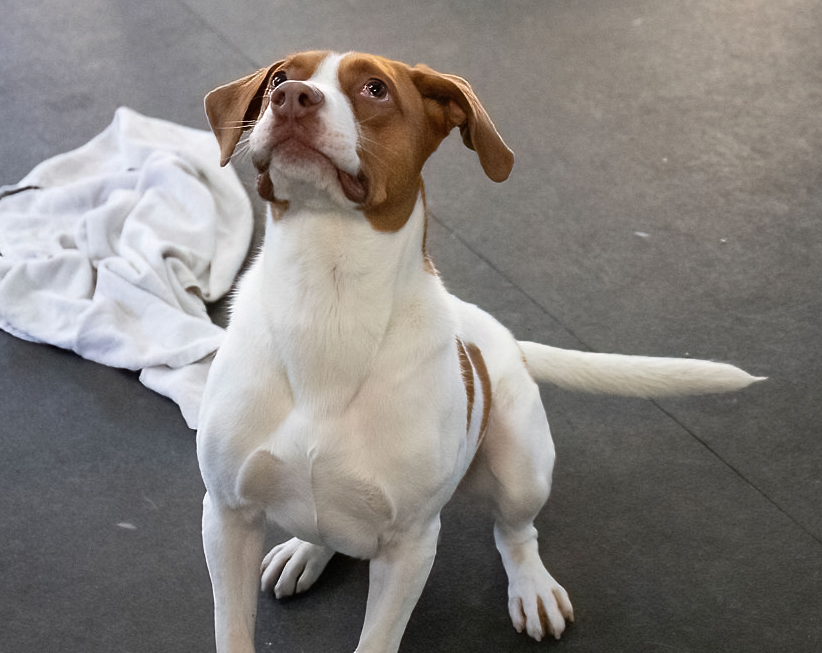 Maximillian Maximillian