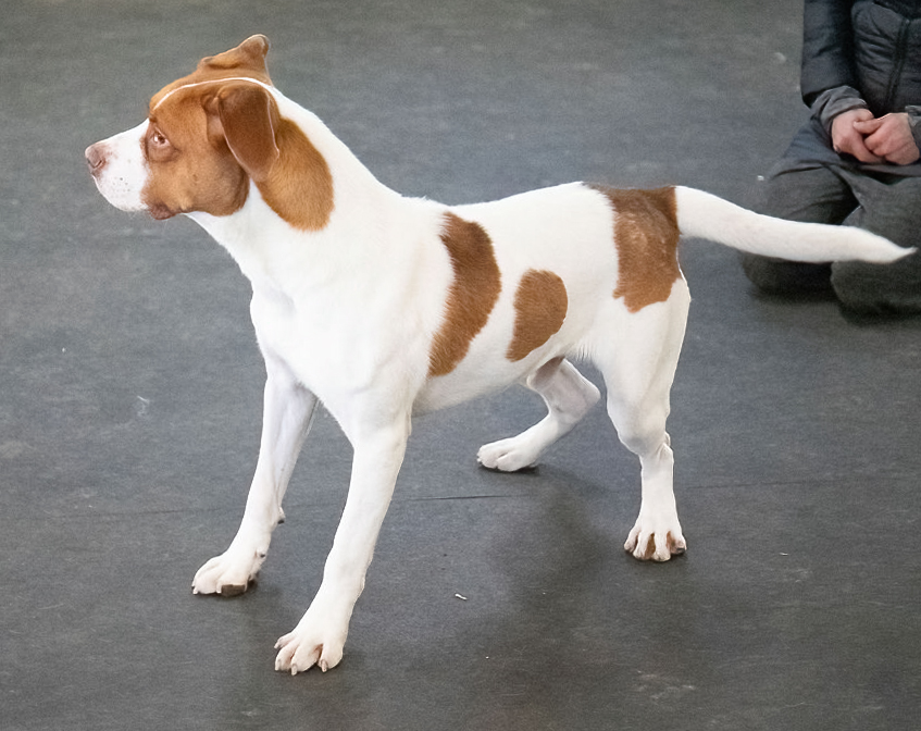 Maximillian Maximillian