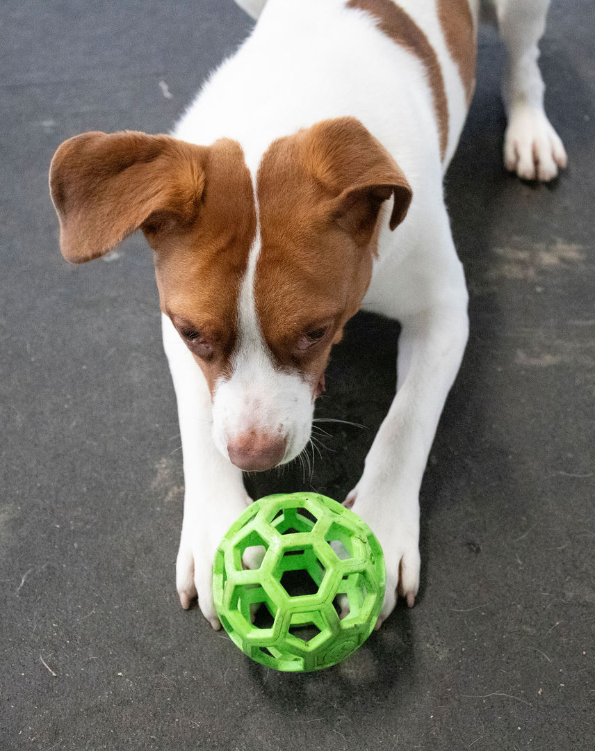 Maximillian Maximillian