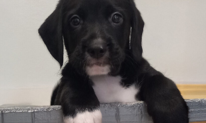 Puppies-Adopted!