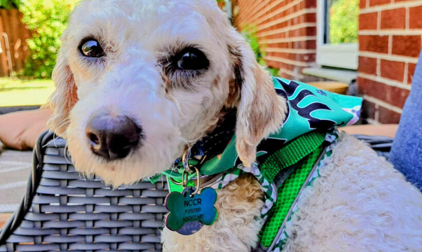 Michael-Adopted!