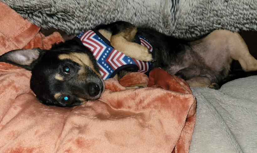 Peanut