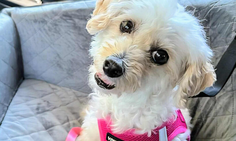 Phoebe