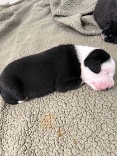 Puppies-Adopted!
