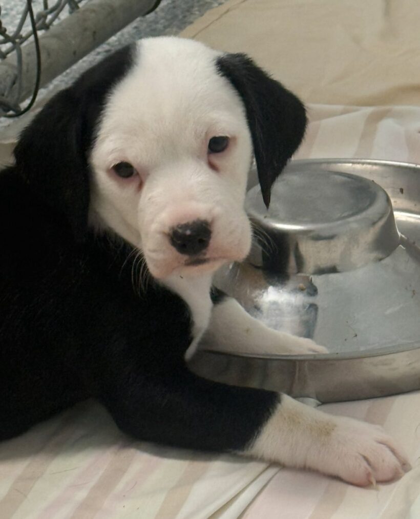 Puppies-Adopted!