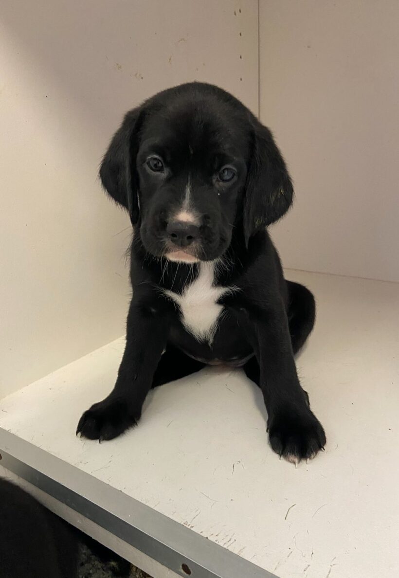 Puppies-Adopted!