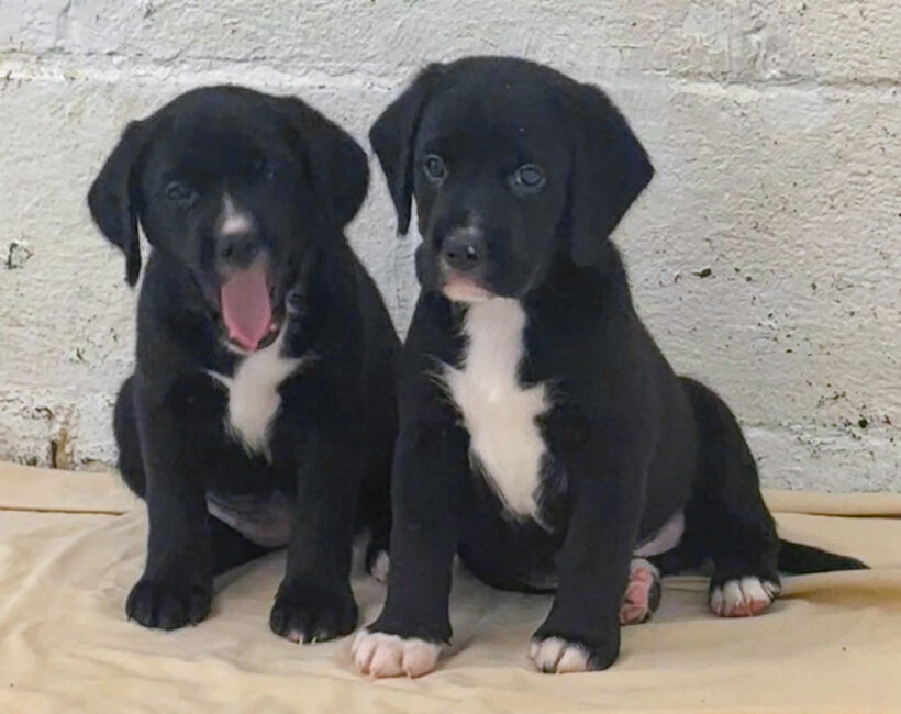 Puppies-Adopted!