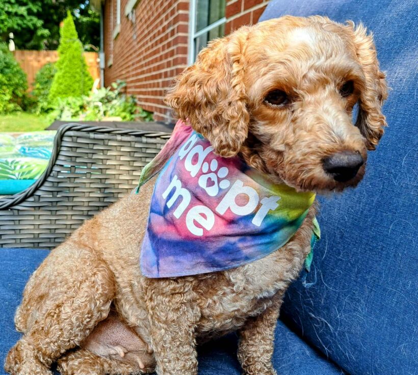 Charlotte-Adopted!