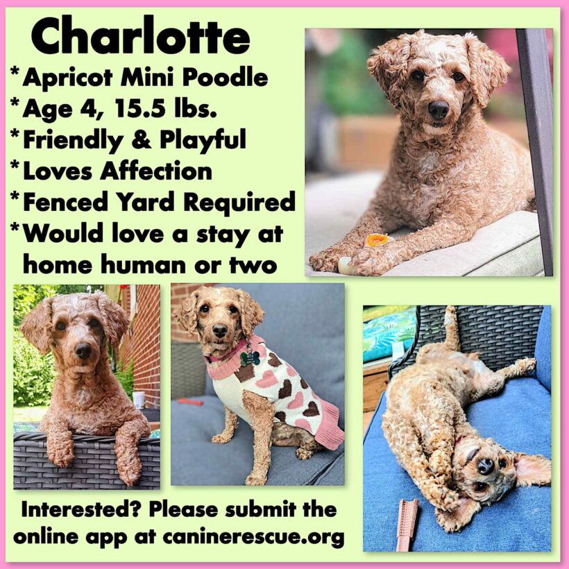 Charlotte-Adopted!