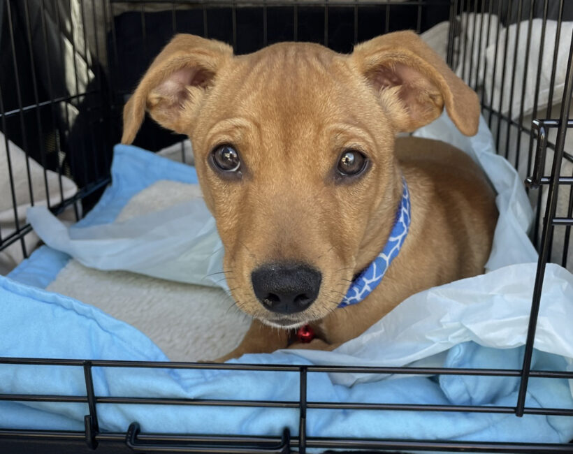 Walt-Adopted!