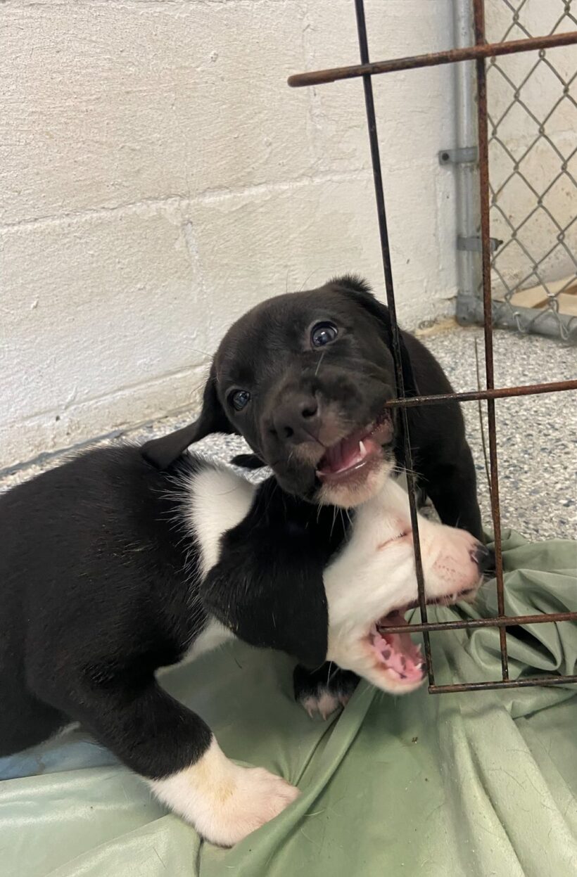 Puppies-Adopted!