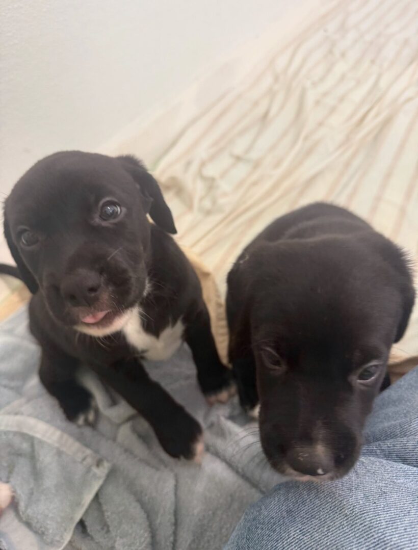 Puppies-Adopted!