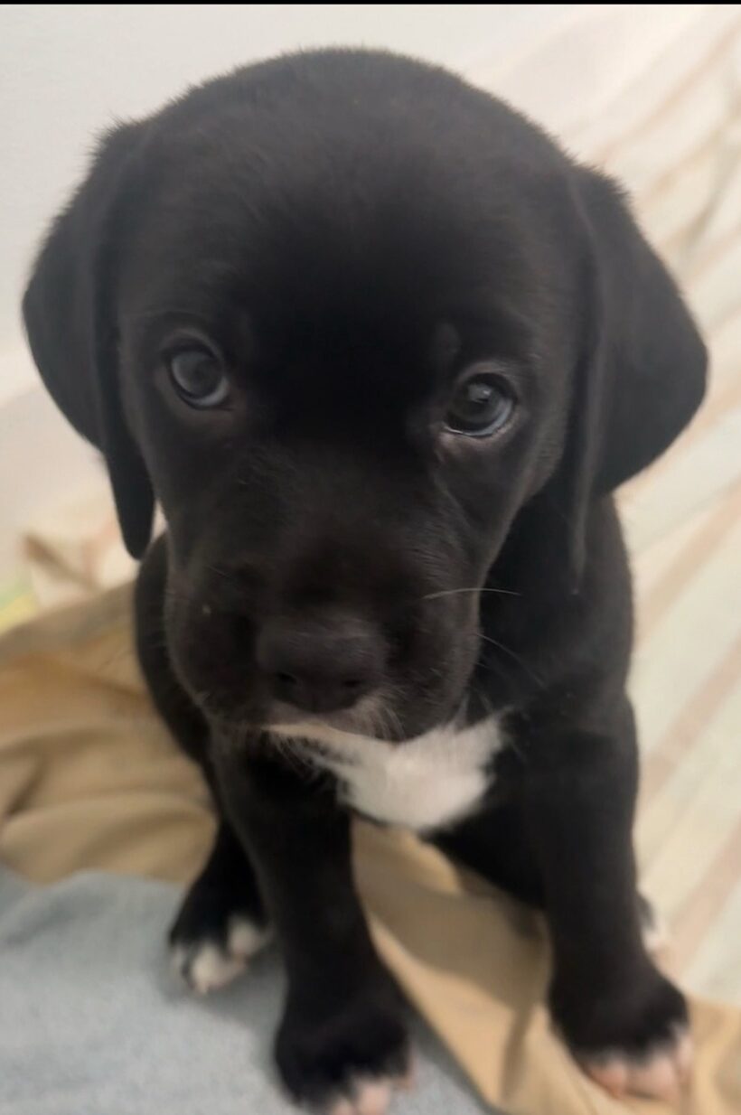 Puppies-Adopted!