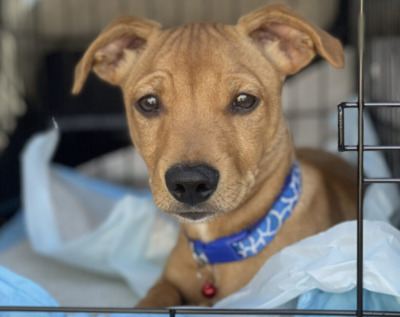 Walt-Adopted!