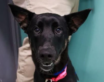 Angel-Adopted!