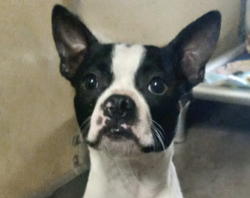 Beans-Adopted!