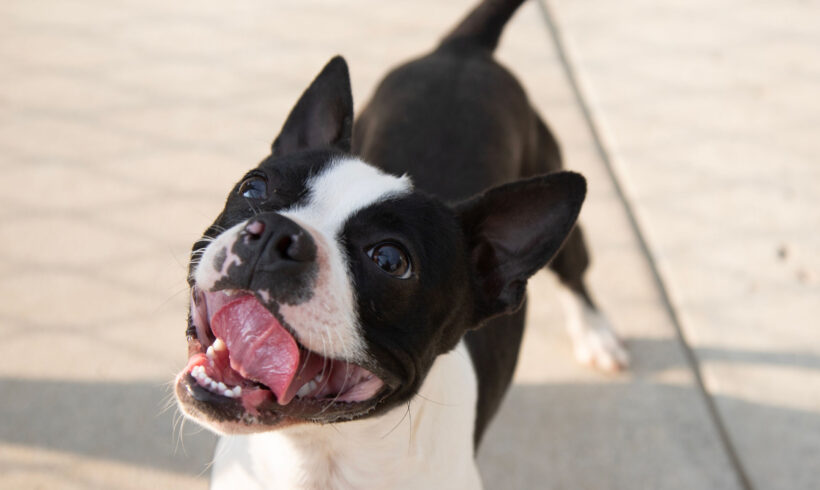 Beans-Adopted!