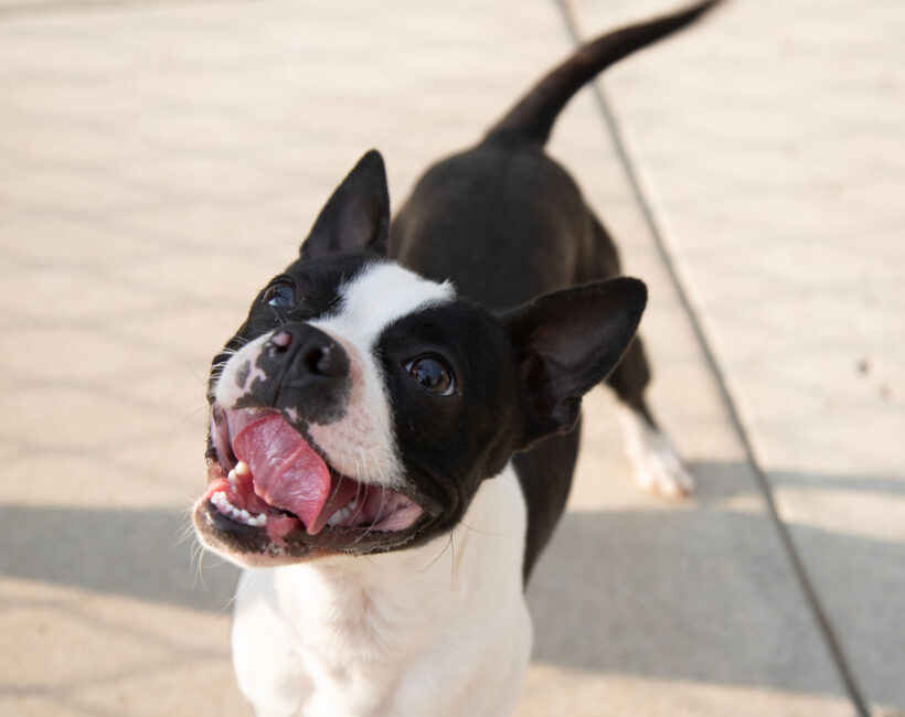 Beans-Adopted!