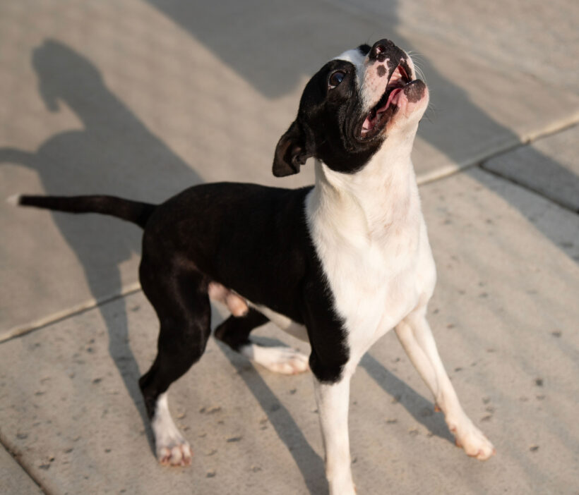 Beans-Adopted!