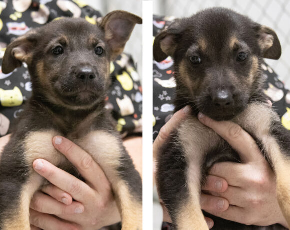 Puppies (male)