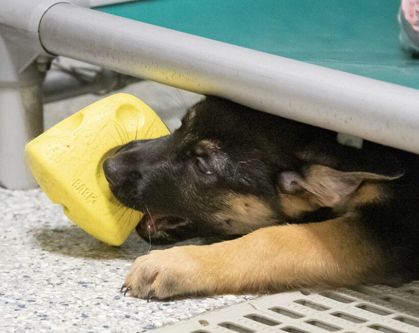 Puppies (female)-Adopted!