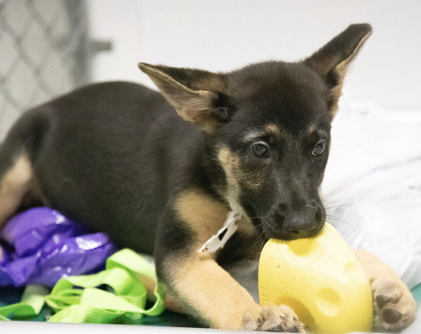 Puppies (female)-Adopted!