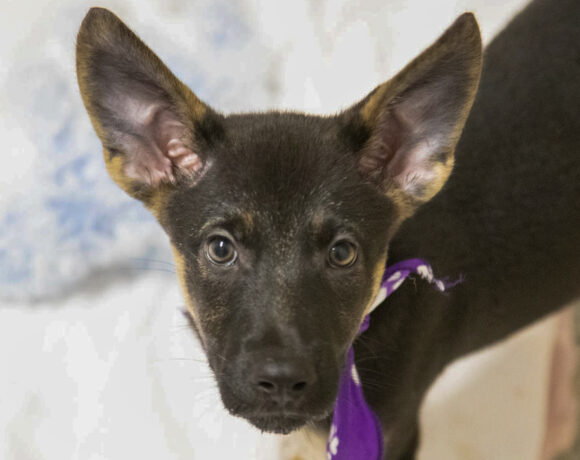Puppies (female)