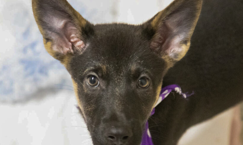 Puppies (female)-Adopted!