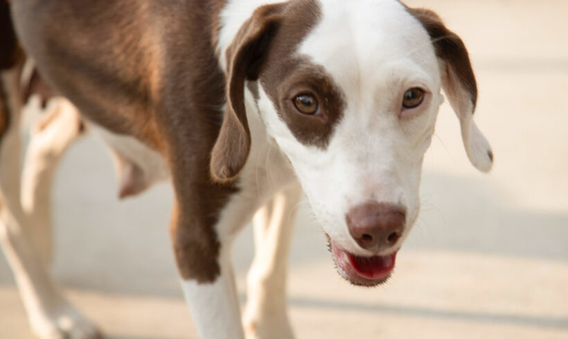 Freya-Adopted!