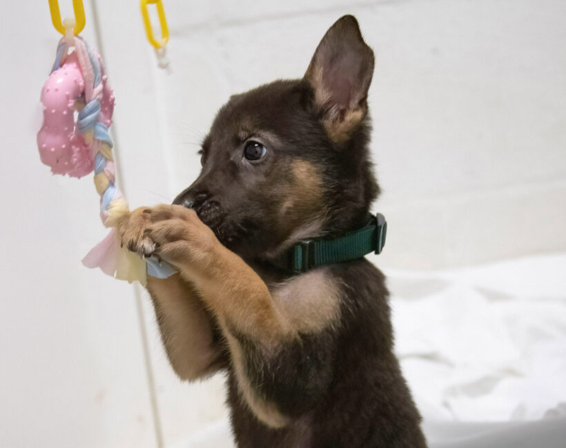Puppies (male)