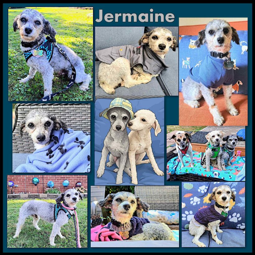 Jermaine-Adopted!