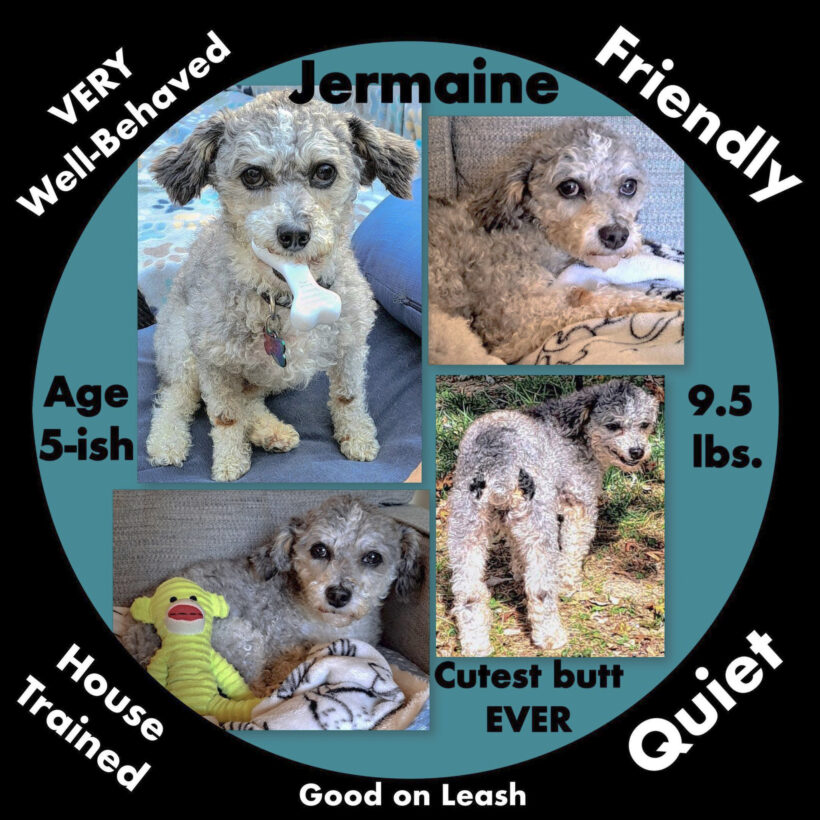 Jermaine-Adopted!